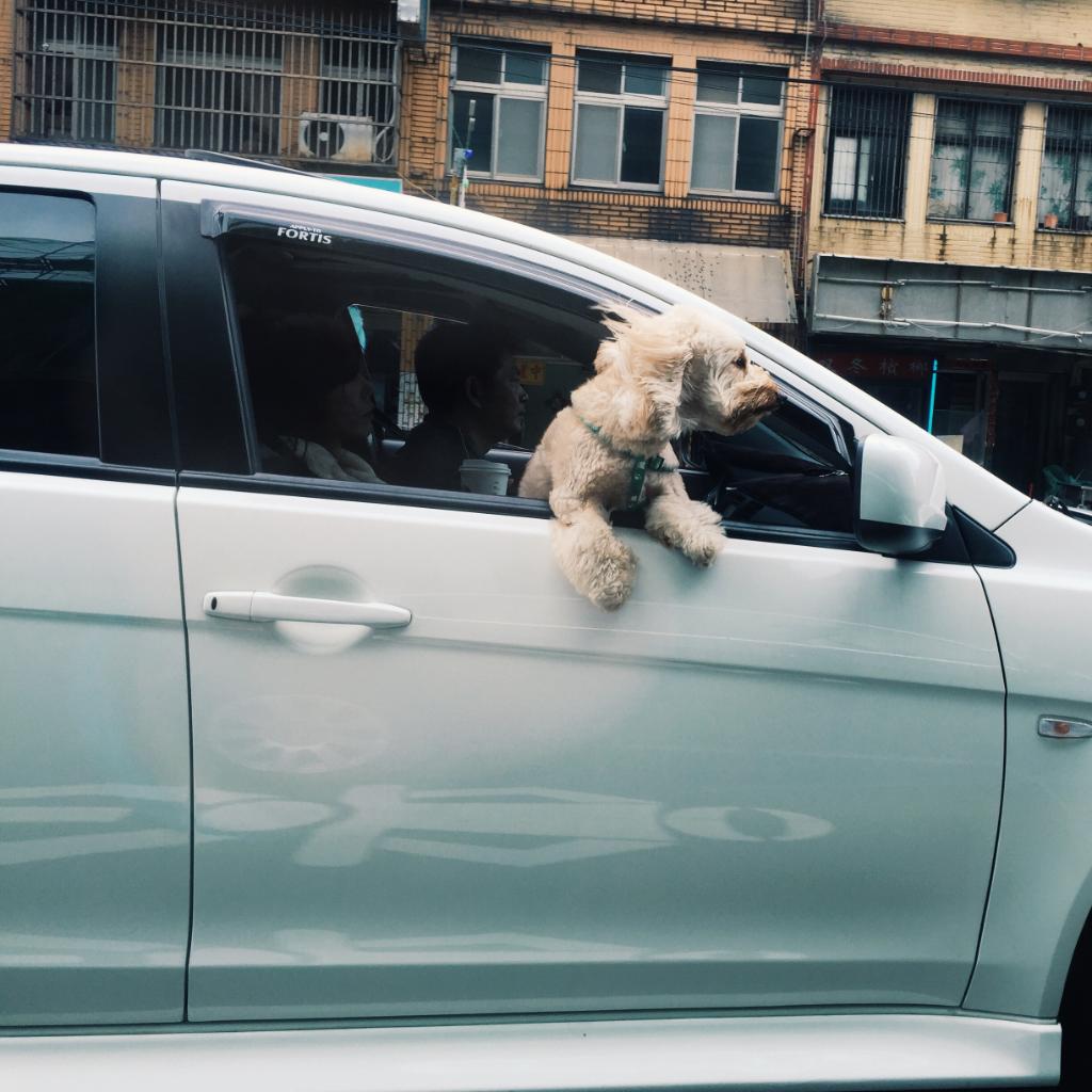 waze's tweet photo. #WazeLife: Sun's out, pups out...that's the saying, right? https://t.co/aLbIPCQ8ki