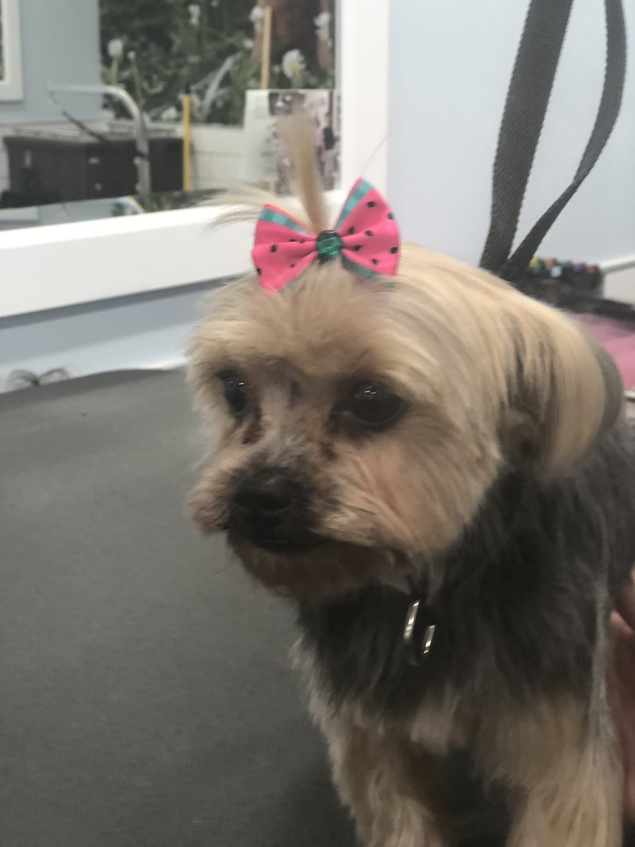 #northeastgrooming @LauraG_DAT North Babylon 2743 #fortheloveofpets #petsinspireus #runwayready Groomer: Lauren