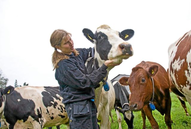 "Vilka vill egentligen producera mjölk för 2,60 i dagens kostnadssverige? Ska det vara något bra?" Läs lantbrukare Anette Gustawsons <a href="/AGustawson/">Anette Gustawson</a> insiktsfulla krönika (premium): bit.ly/2GamwQQ  #lantbruk #mjölkproduktion