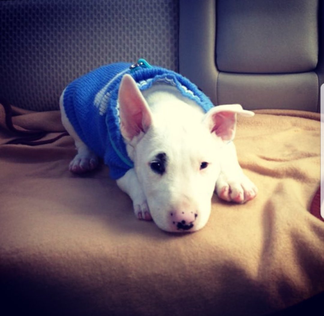 _AlejandroOlaya's tweet photo. #NationalPuppyDay https://t.co/vhk7KPTNsp