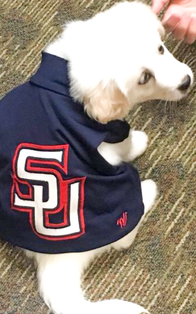 samfordudance's tweet photo. So we heard yesterday was #NationalPuppyDay ... open for a surprise https://t.co/CK0NiAPi31