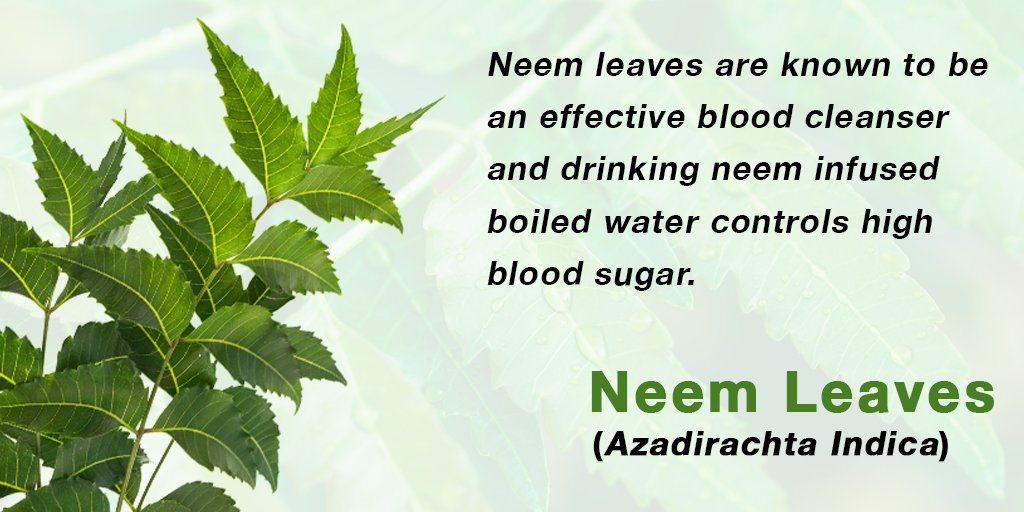 arvindvarchaswi's tweet photo. Neem leaves stimulates the immune system, improves liver functionality, detoxifies the blood and promotes a healthy respiratory and digestive system.  It is famous as a malaria treatment and works for diabetes well #Ayurveda #herbs https://t.co/4Odi2880Wj