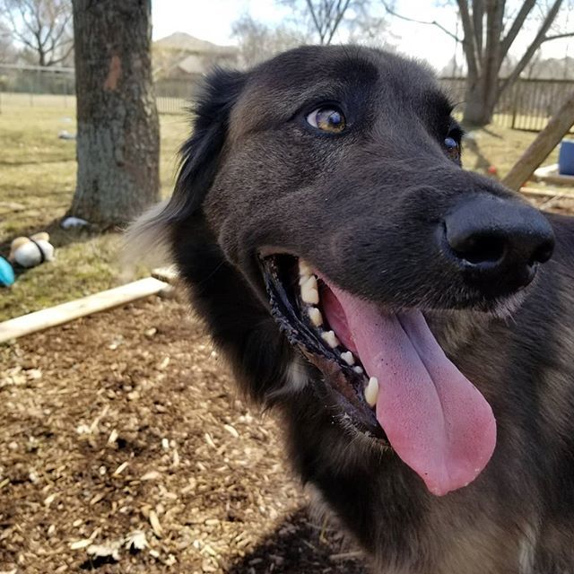 barkwithsam's tweet photo. Happy Saturday!
What are you up to today? π
#samthemutt
.
.
.
.
#gsdsofinstagram #bestpuppy #puppylife #puppylove #cycledog #dailyfluff #cutepetclub #cutepuppy #ruffpost #ilovemydog #gsd #germanshepinsta #dogsandpals #dogsofficialdog #dogsofinstagra⦠https://t.co/UaEfyVZNE7 https://t.co/kMuDcock78