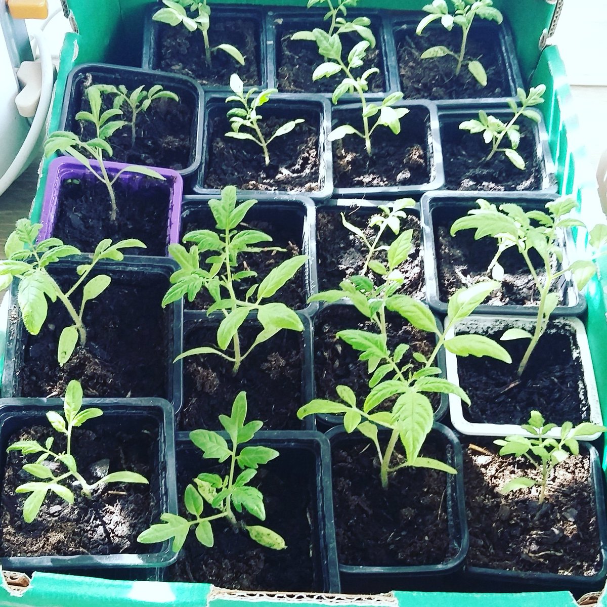 AZD_zerodechet's tweet photo. [Jardinage] suivre l'évolution de mes semis 😍 mes petits plants prennent un bain de soleil ☉
Au programme cette année : pois, fèves, tomates, courgettes, aubergines, poivrons, haricots vert, chou fleur, salade, radis, épinards, blettes, basilic, persil et des fleurs
#potager https://t.co/kHhgLKYv6W