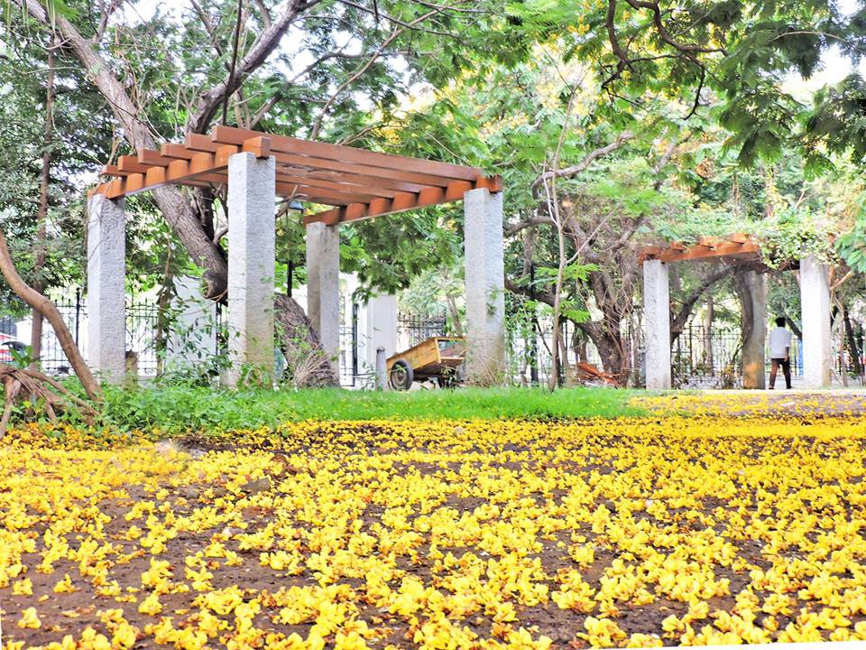 pondytourism's tweet photo. #BharathiPark Glittering with the Yellow Flowers

Like us &amp; Follow us!

Want to get your Photo/Video published here, mail us at

pondytourismofficial@gmail.com

#Pondytourism #Pondicherry #Puducherry #Pondy #PlacestoVisit #ExplorePondy #tourism #sightseeing #Placestovisitpondy https://t.co/3AF9PBoDqj