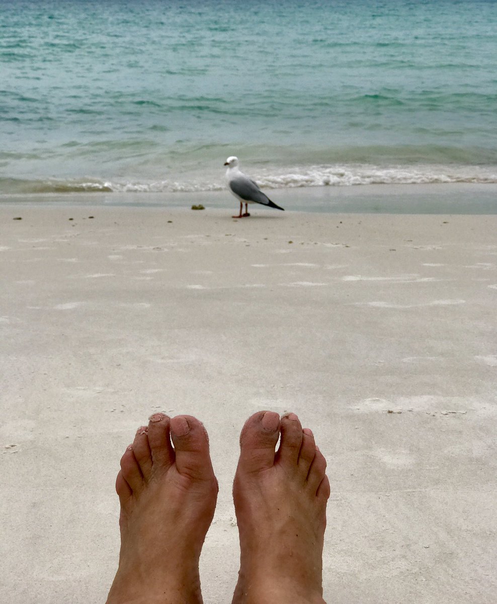 Angelstar444's tweet photo. Whitehaven beach with a little friend.... #work #office #fun #relax #whitehavenbeach #whitehaven #beach #whitsundays #seagull #feet #relax #weddingtime #weddinglocation #hamiltonisland #cruise #exploresailing #ontheedge #travel #greatbarrierreef #australia #mylife #travelforwork https://t.co/3Ikyf6ugeR