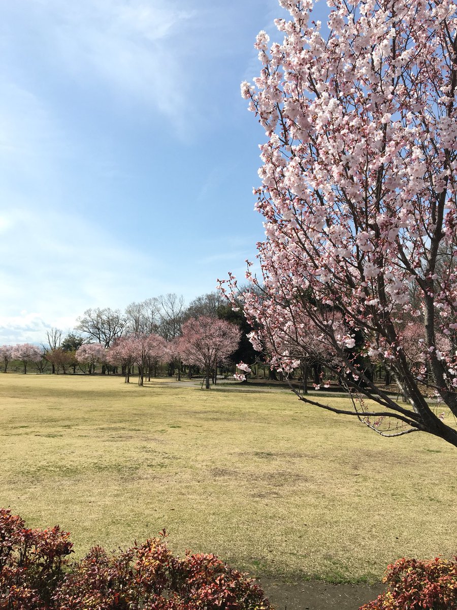 伊勢崎西部公園の桜が綺麗です🌸
#gunlabo_sakura  #SAKURA  #花見  #伊勢崎