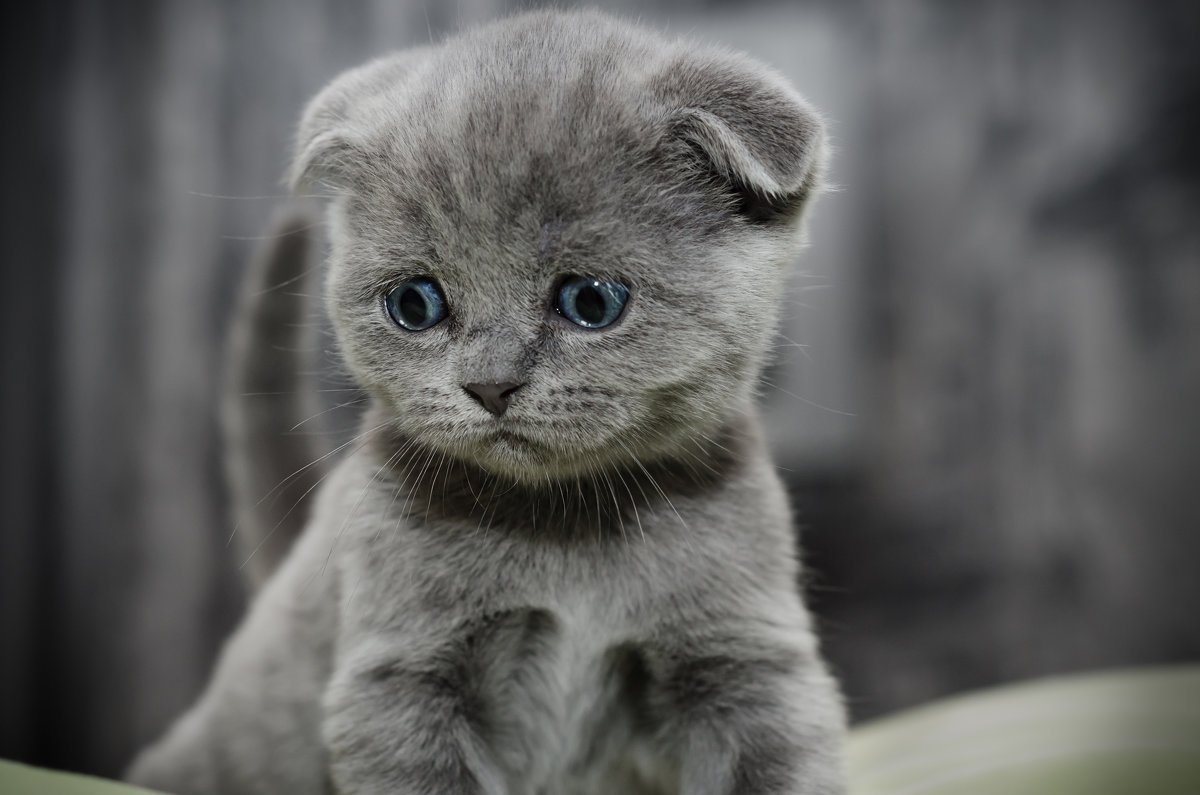 DZDFi6xWkAEqbs_.jpg:large