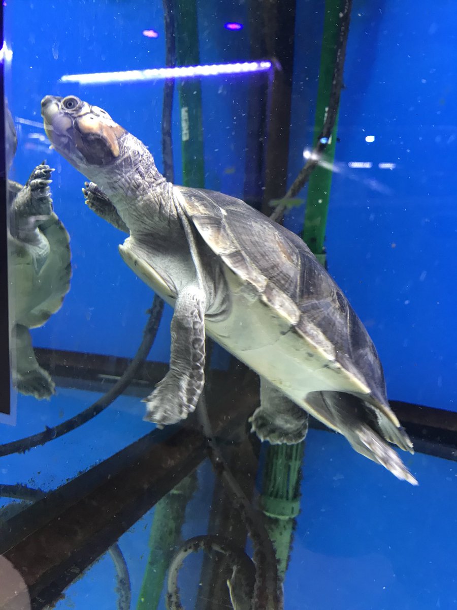 オオヨコクビガメ オオヨコクビガメ