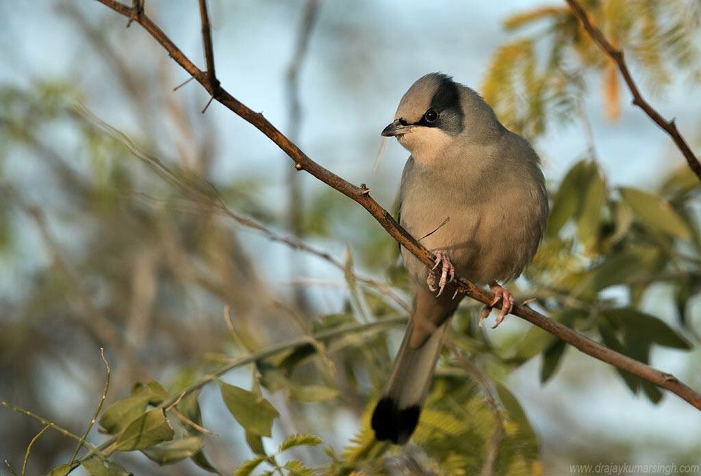 Draksphotos's tweet photo. Grey Hypocolius, Bahrain, Feb 2018. #wildlife #bahrain #Hypocolius #perched https://t.co/AsvIvovnZD