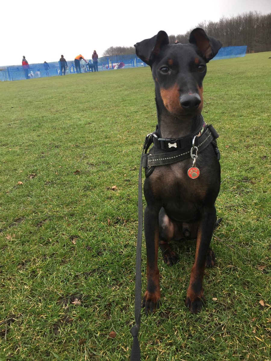 DrSusanneFarwer's tweet photo. Waiting for #agility to start. Nice weather and plenty of treats 😀 https://t.co/W212tb7rUy
