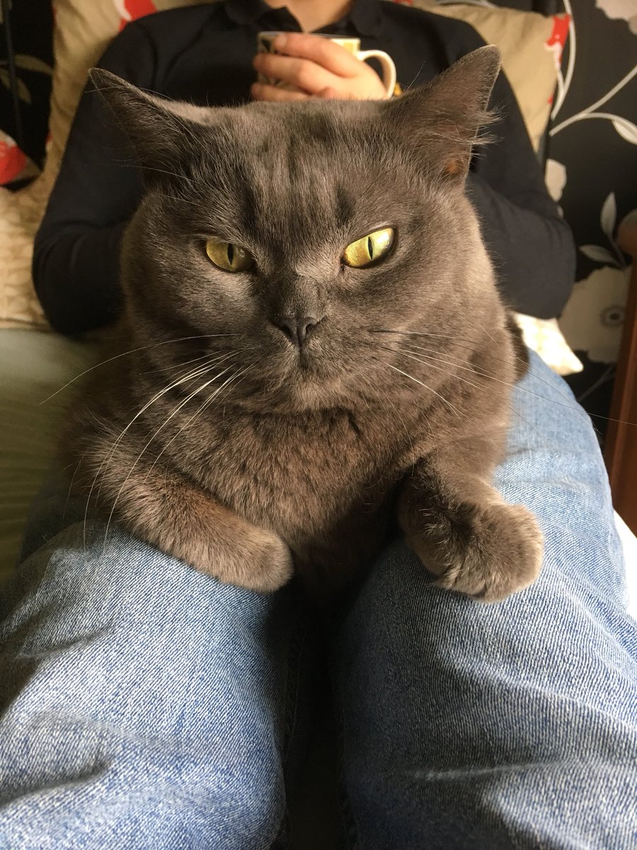 cat_binky's tweet photo. A perfect #Caturday https://t.co/mksnXxd8wC