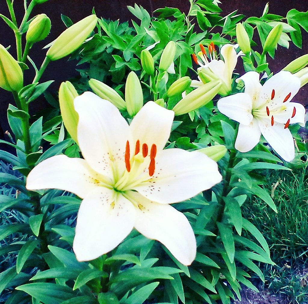 Luck7happiness's tweet photo. «будет и на нашей улице Май» https://t.co/FfuWIzguhs