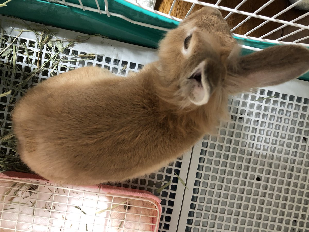 うさぎのみなさんの換毛期は無くなりそうで怖い勢い もう1羽うさぎができそうになる Togetter うさぎのみなさんの換毛期は無くなりそうで怖い勢い もう1羽うさぎができそうになる Togetter