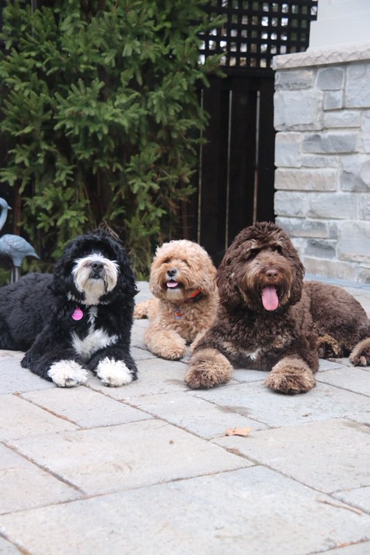 Piper joins the family (with Coco and Crumble) #SwissridgeDoodles#ThatsEnoughDogs
