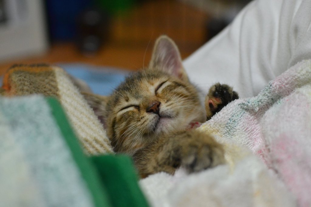 zzsasaki705's tweet image. 皆さん今日も楽しい時間を有難う
ございました (*^-^*) 
明日も宜しくお願いします。
今日はこれで失礼します。
おやすみなさい💤