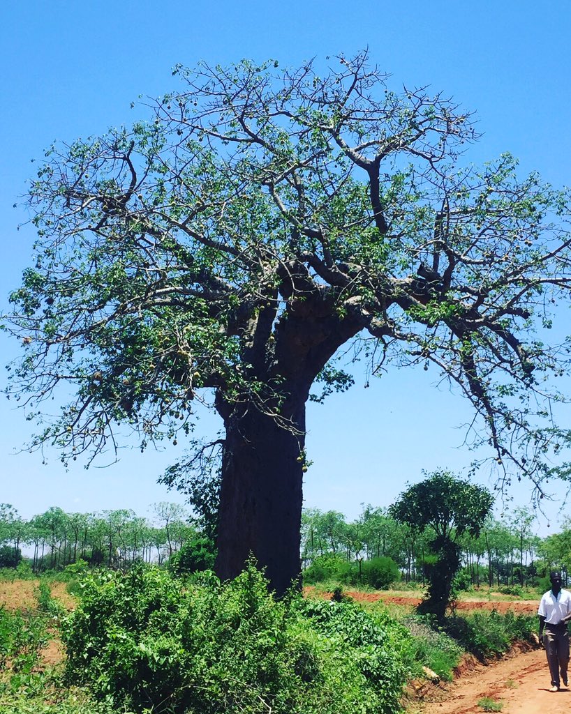 AOsindi254's tweet photo. Somewhere in Ukambani, where some of us think green life is hard to survive. These dry land tree species doing really well here! Kenya is about 80% ASAL and such trees can help these areas go green. @Environment_Ke @KenyaGovernors #Melia #SavingOurForestsKE #BringBackOurGreen https://t.co/pR4C5Z0Sdg