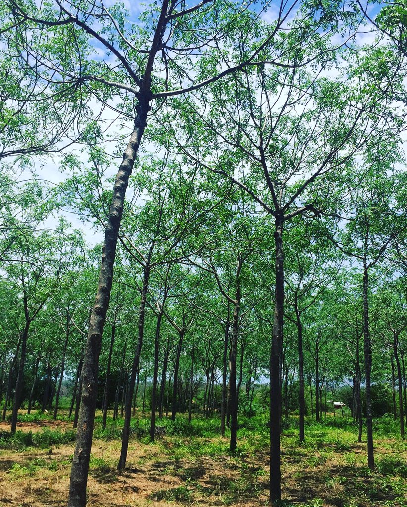 AOsindi254's tweet photo. Somewhere in Ukambani, where some of us think green life is hard to survive. These dry land tree species doing really well here! Kenya is about 80% ASAL and such trees can help these areas go green. @Environment_Ke @KenyaGovernors #Melia #SavingOurForestsKE #BringBackOurGreen https://t.co/pR4C5Z0Sdg