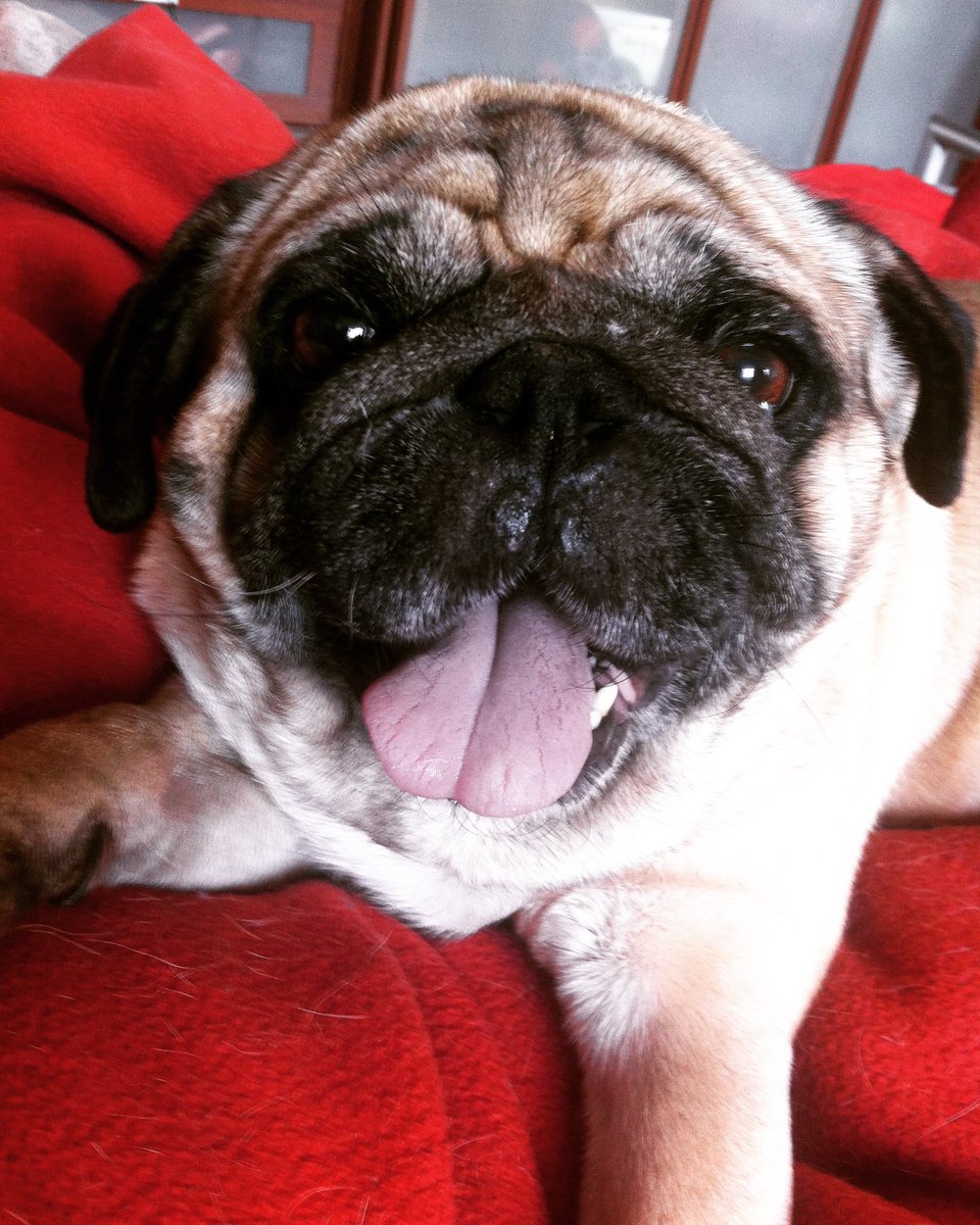 Ritas_Realms's tweet photo. Weekend mood! #weekend #mood #pug #puglife #mypug #fluffy #mylove #DonPedro #redcarpet #red #mopsz #mylife #maninblack #dogslife #doglover #mentabuddy @mentavagyok #mik #happy #balance #relax #beige #hungarianpug #gamerdog #hungariandog #blackandwhite #forever https://t.co/O690JSD7eo