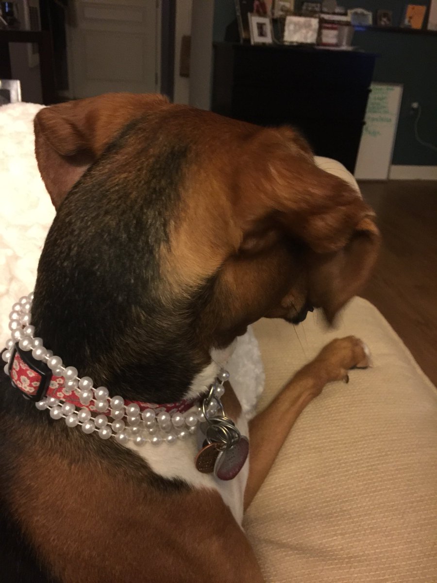 pamelaspunch's tweet photo. Every day is #NationalPuppyDay to us! #AdoptDontShop #frasiersimone #rescuepup https://t.co/ZuFxVZSZaq