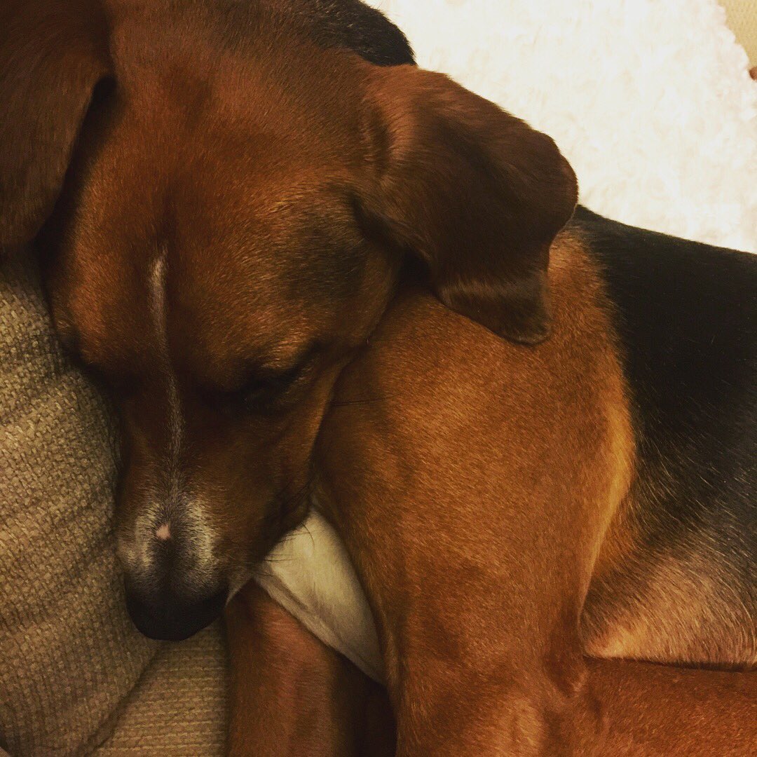pamelaspunch's tweet photo. Every day is #NationalPuppyDay to us! #AdoptDontShop #frasiersimone #rescuepup https://t.co/ZuFxVZSZaq