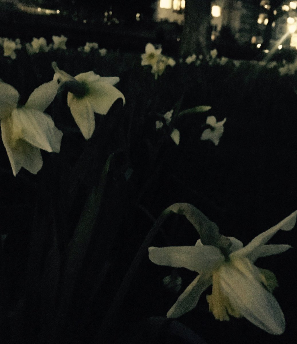 Narcissus nodding off into the night. #daffodils #springnights #greenpark