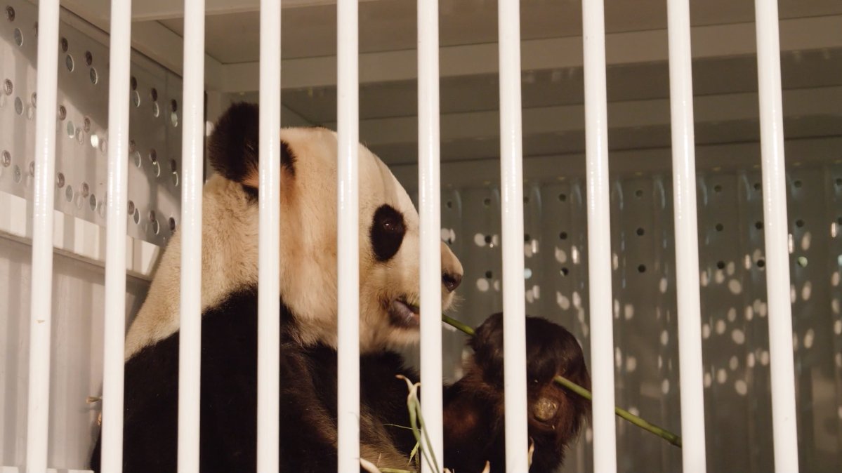 pandas_fr's tweet photo. Er Shun, Da Mao & les jumeaux Jia Panpan & Jia Yueyue ont quitté le zoo de Toronto et rejoint celui de Calgary hier
#ErShun , #DaMao & twins #JiaPanpan & #JiaYueyue left @TheTorontoZoo and joined the @calgaryzoo (#Canada )
https://t.co/DXTgE4e9T1
#panda @FedEx #FedExPandaExpress https://t.co/Gh5UfD2LxA