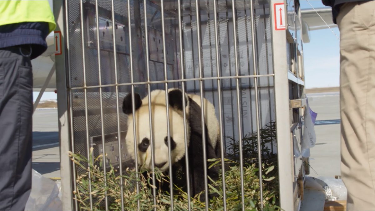 pandas_fr's tweet photo. Er Shun, Da Mao & les jumeaux Jia Panpan & Jia Yueyue ont quitté le zoo de Toronto et rejoint celui de Calgary hier
#ErShun , #DaMao & twins #JiaPanpan & #JiaYueyue left @TheTorontoZoo and joined the @calgaryzoo (#Canada )
https://t.co/DXTgE4e9T1
#panda @FedEx #FedExPandaExpress https://t.co/Gh5UfD2LxA