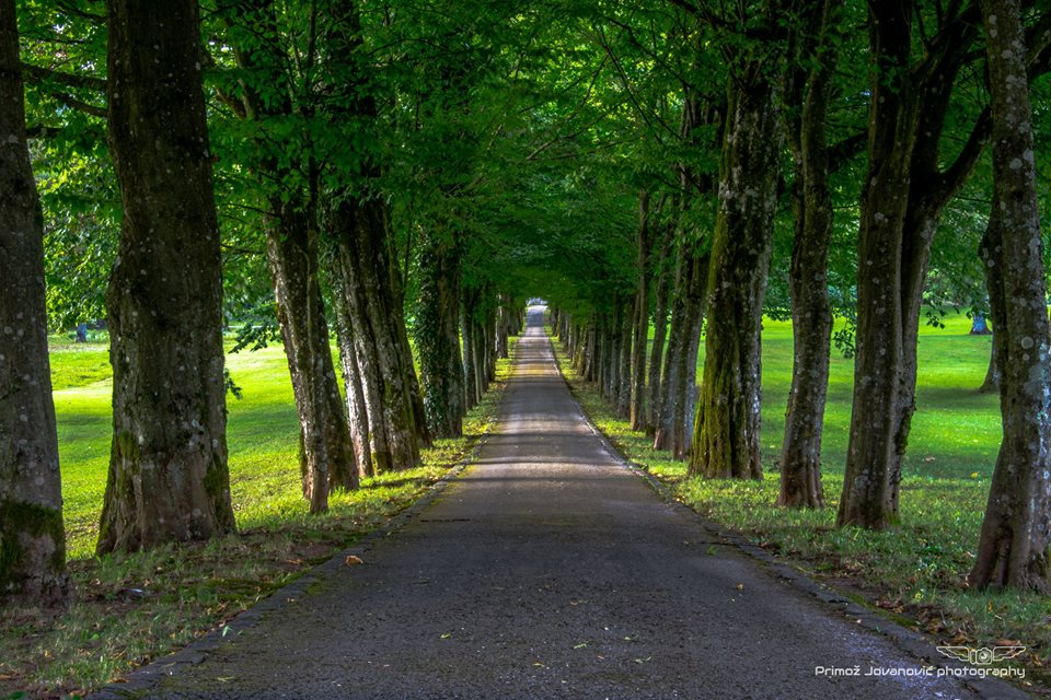 Slovenia_in_UK's tweet image. The #Slovenia green. (Photo: Primož Jovanović Photography)