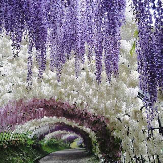 CNTraveler's tweet image. These photos of Japan's Wisteria Tunnel are straight out of a fairy tale cntrvlr.co/q98cV2C