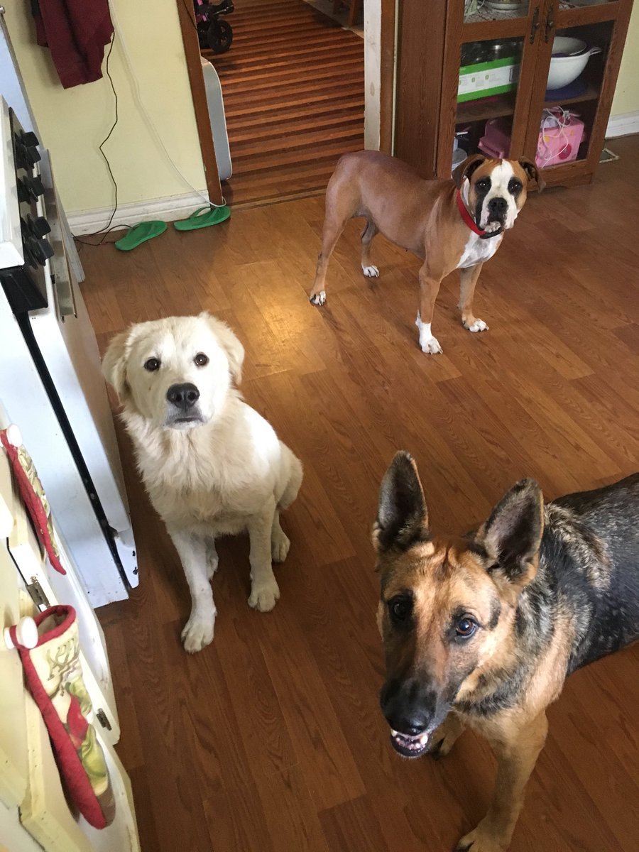 jenkins_stormy's tweet photo. Apparently I missed #NationalPuppyDay so here’s my fur babies. #Bella #Cali #Deegan #imlateforeverything #faultsinlife https://t.co/O9nvkAo7Kr
