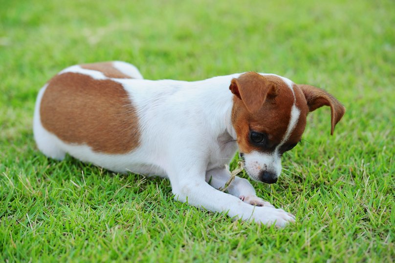 doggysdigest's tweet photo. Why Do #Dogs Eat Poop &amp; How To Stop This Behavior - https://t.co/24s642SN9h https://t.co/QJ5M71awV2
