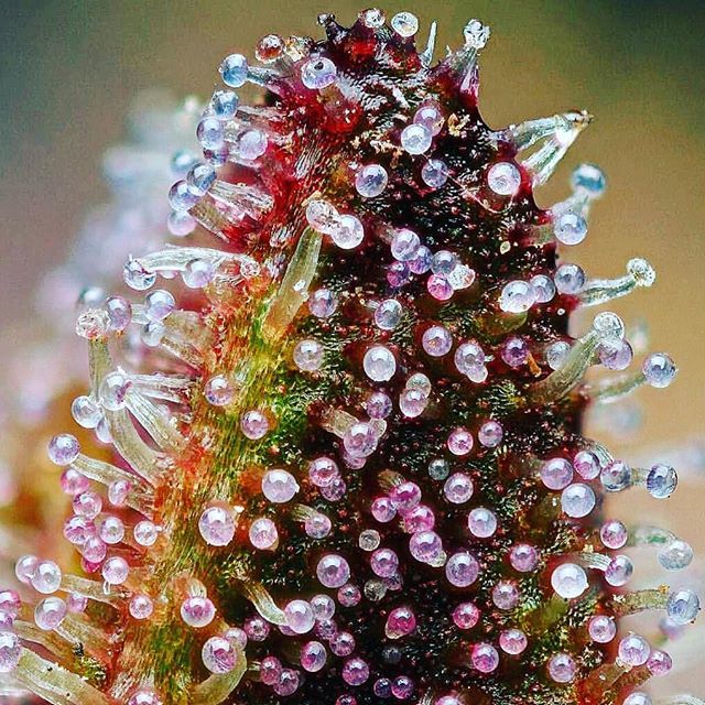 timeweed's tweet photo. Tricomas 💚

#thc #thcplus #chronic #cbd #marijuanaclub #maconha #kush #skunk #instaweed #indoorweed #weeds #weedlife #sweetweed #cannabiscommunity  #cannabis #indoorgrow #grower #legalizebr #sweetseeds #marihuanna #marijuana #bigbuds #bud #420photogr… https://t.co/Ex05V9yrLp https://t.co/kjYd7YHDiV