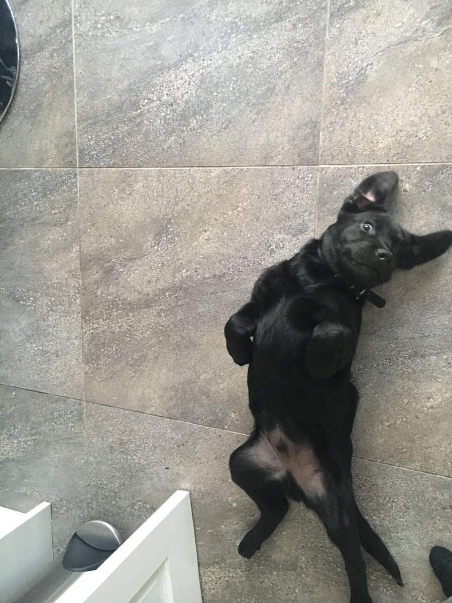 Zeetstweets1's tweet photo. #NationalPuppyDay 😊 https://t.co/mBKvNCuhFr
