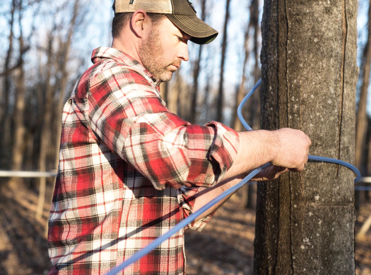 drink_simple's tweet photo. Sap is flowing this week! Follow us on Instagram or Facebook for live videos as we collect our maple water! https://t.co/xNJ48fZFzg
