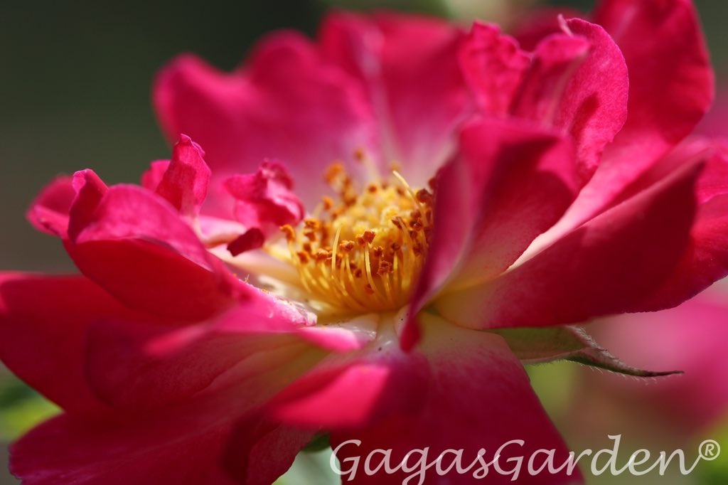 gagasgarden's tweet photo. 'Dick Clark' At His Best
#roses #macro #MyJPRoses https://t.co/UsD9iqZRCE
