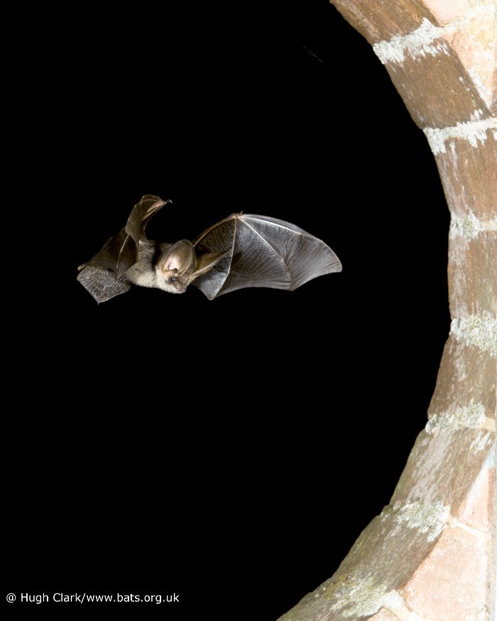 Batconservationtrust On Twitter Bats Are Nocturnal Animals And Batconservationtrust