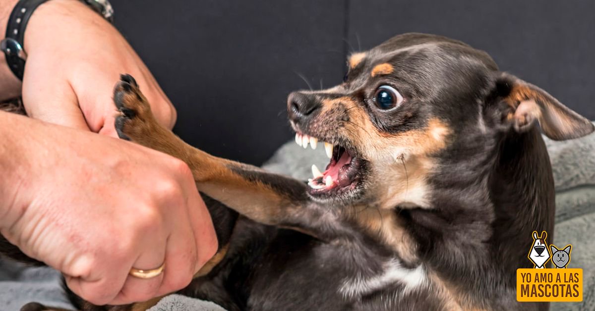 Qué hacer si a tu #mascota le pica una #avispa buff.ly/2FWZxwo