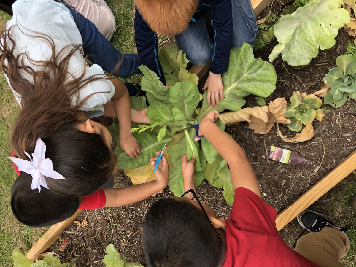 sandychilton's tweet image. The kids loved eating vegetables they grew themselves! #ecechat #stemstartsearly @AISDECRocks @ECSIF @AISD_Science @BrighterBites