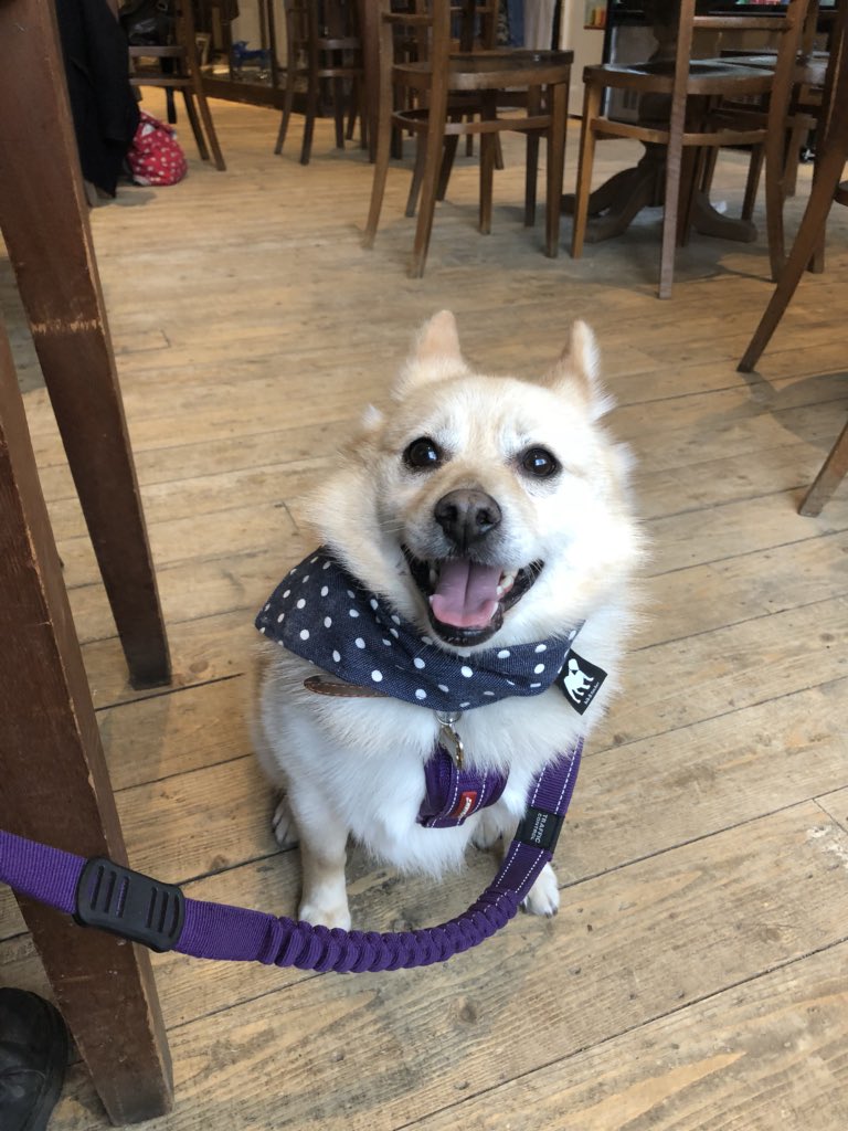 Brodie Dalgliesh tweet media