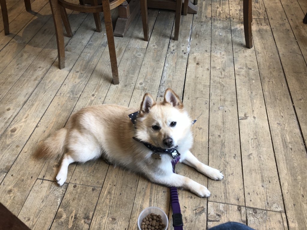 Brodie Dalgliesh tweet media