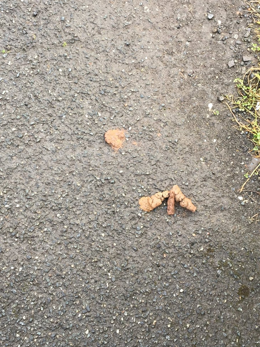 <a href="/Pembrokeshire/">PembrokeshireCC</a> This morning I counted 42piles of 🐕 💩 on my 3mile walk! Started counting about 1/2mile in. #VisitPembroke #DogshitTown  #norespect #cleanupyourmess #cleanupyourtown