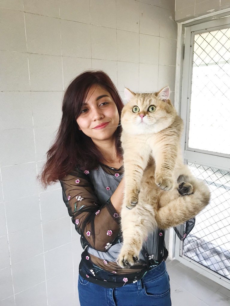 arawootique's tweet photo. Hyee!! Sbb ramai tnya psl cat kn mna i dpt smua. Sbnrnya i pnjual cat import msuk M’sia. Uolss bleh deal dkt @woorackpetstudio ig. Kt situ sgla cat ada. Klu dkt tt ni pun still bleh ctc dgn i xde masalah, i akn sdiakn cat yg gebus2 kat korangg! https://t.co/3GfAqNGk7c