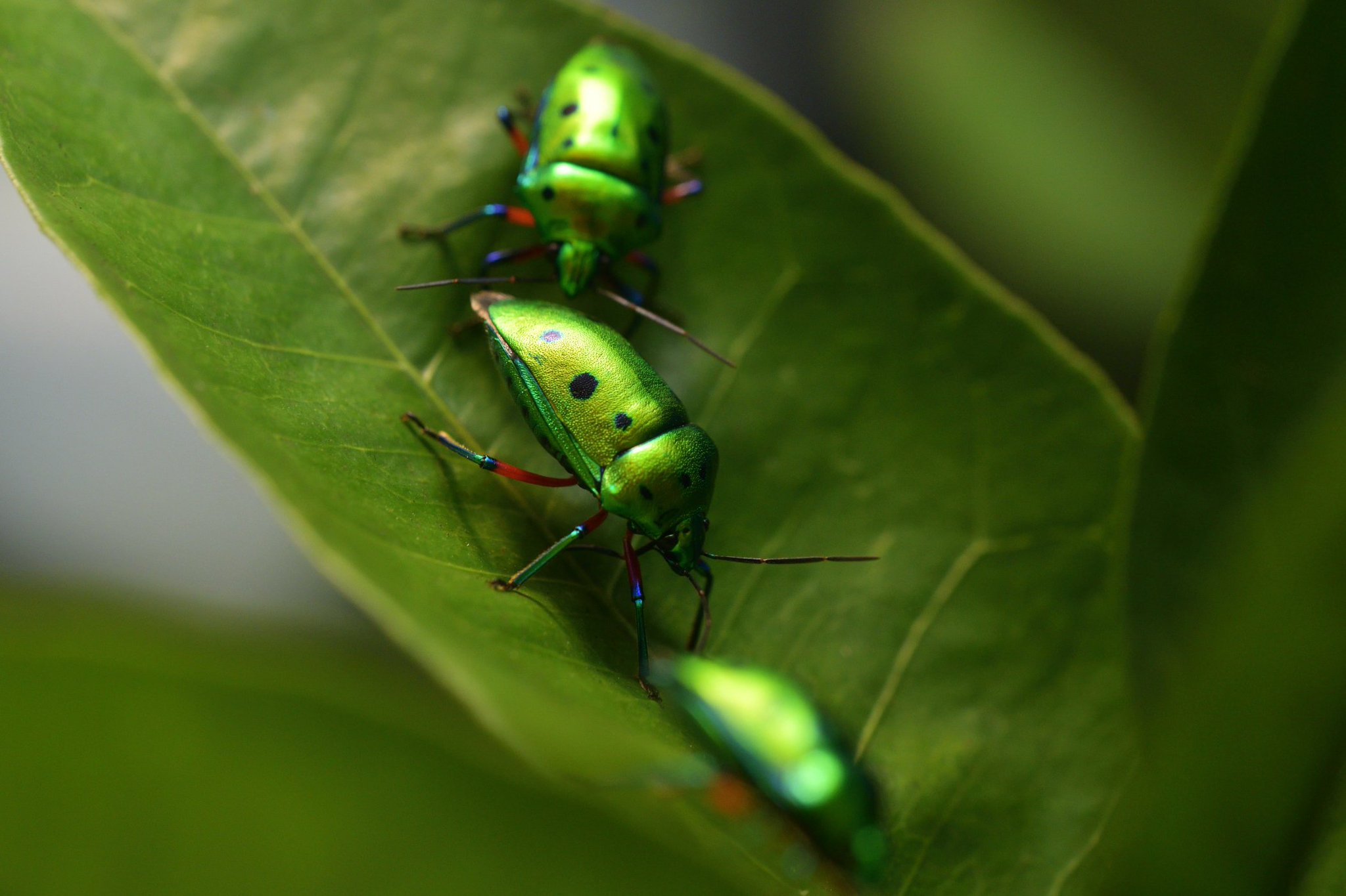 画像 完全に宝石でしょ Photography Bugphotography Bugphoto Shieldbug ナナホシキンカメムシ 橿原市昆虫館 Matomehub まとめハブ 画像 完全に宝石でしょ Photography Bugphotography Bugphoto Shieldbug ナナホシキンカメムシ 橿原市昆虫館 Matomehub まとめハブ