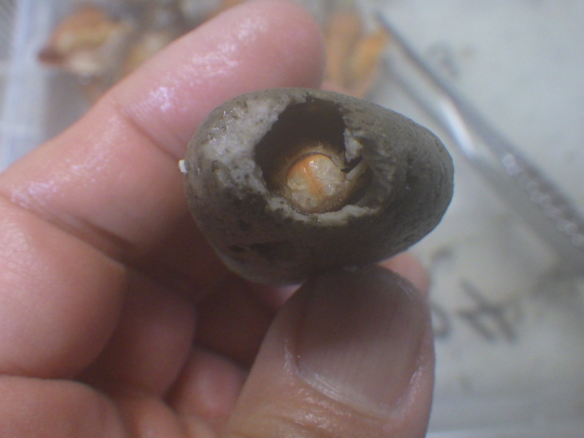 Hamster בטוויטר 硬い海綿 に住んでいるこれがカルイシヤドカリか ツノガイヤドカリと同様腹部がねじれていない Hamster בטוויטר 硬い海綿 に住んでいるこれがカルイシヤドカリか ツノガイヤドカリと同様腹部がねじれていない