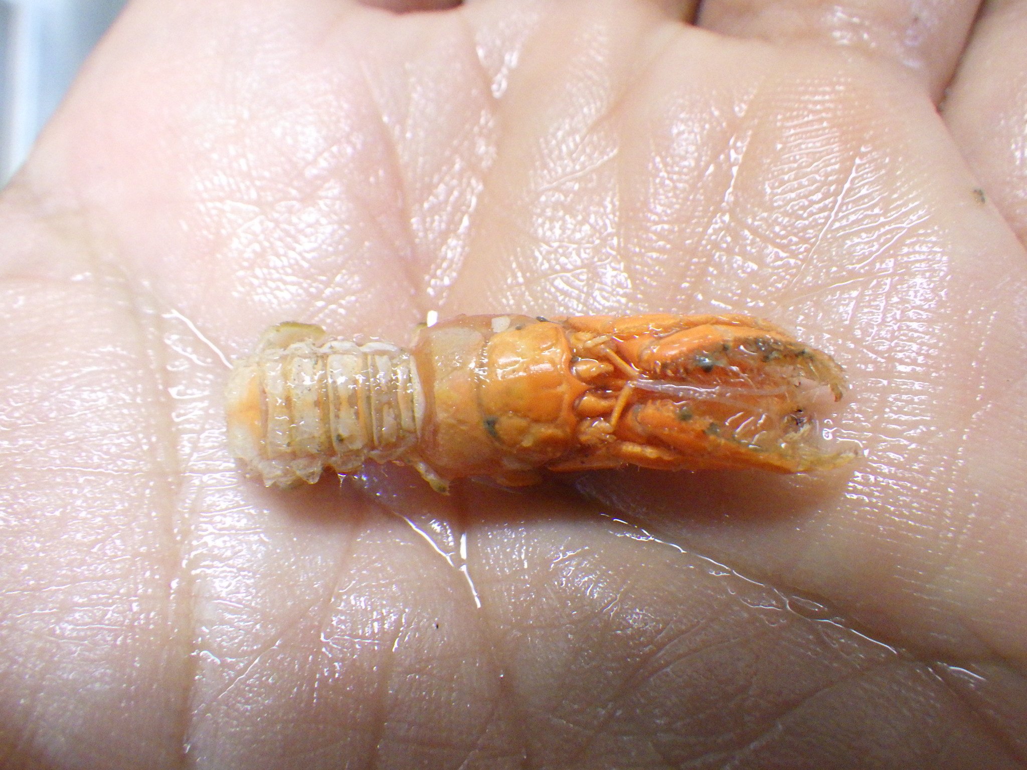 Hamster בטוויטר 硬い海綿 に住んでいるこれがカルイシヤドカリか ツノガイヤドカリと同様腹部がねじれていない Hamster בטוויטר 硬い海綿 に住んでいるこれがカルイシヤドカリか ツノガイヤドカリと同様腹部がねじれていない