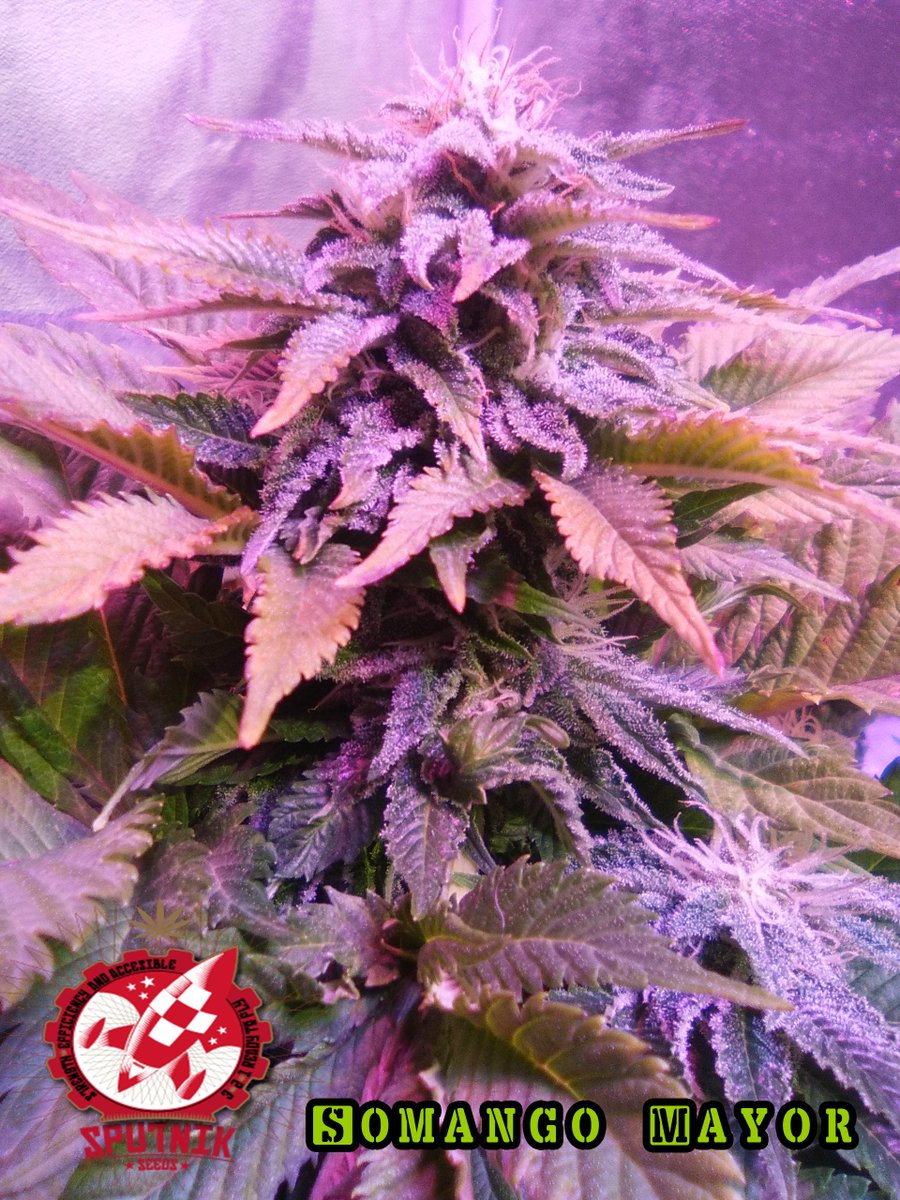SpanishBreeder's tweet photo. 😱😱 https://t.co/yNFwhs3GBX