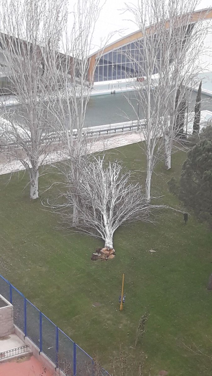 b_miguelperez's tweet photo. Tercer árbol caído en la piscina de los cantos. Impresionante.  @alcorconbombero @PoliciaAlcorcon @AytoAlcorcon https://t.co/GuVOr8wwj0
