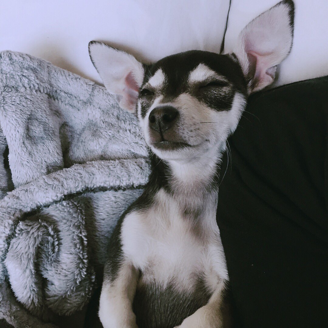 killlertv's tweet image. Yesterday was national puppy day or something. But I decided not to post because you’re way more then that to us. You’re not a puppy. You’re my daughter. You’re E’s sister. You’re our family. ❤️ #NationalPuppyDay but really #NationalDaughterDay.