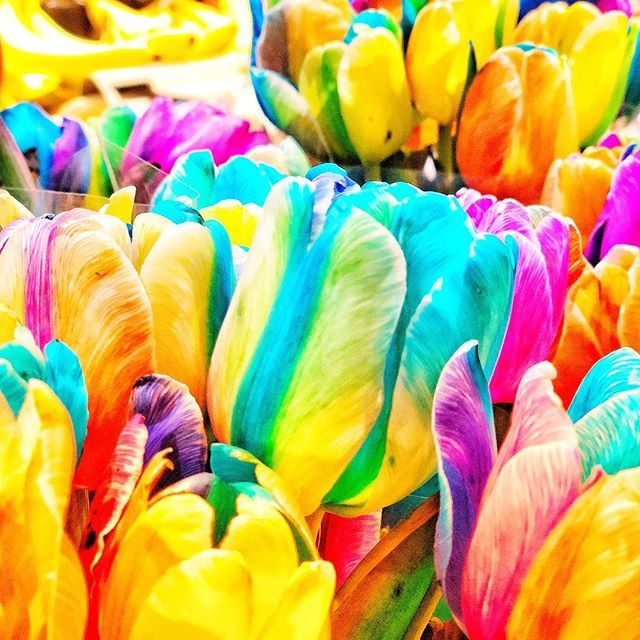Marie_Chr_Frank's tweet photo. Nach einem ereignisreichen Tag, noch schnell bei @rewe reingesprungen. Die armen Tulpen, dachte ich. Mein Fall sind sie nicht, aber ihre Farben machen irgendwie direkt gute Laune. #farbexplosion #wochenende #samstagabend #nochschnelleinkaufen #tulpen #os… https://t.co/9oaMqrAH0Z https://t.co/bf2rHS4V75